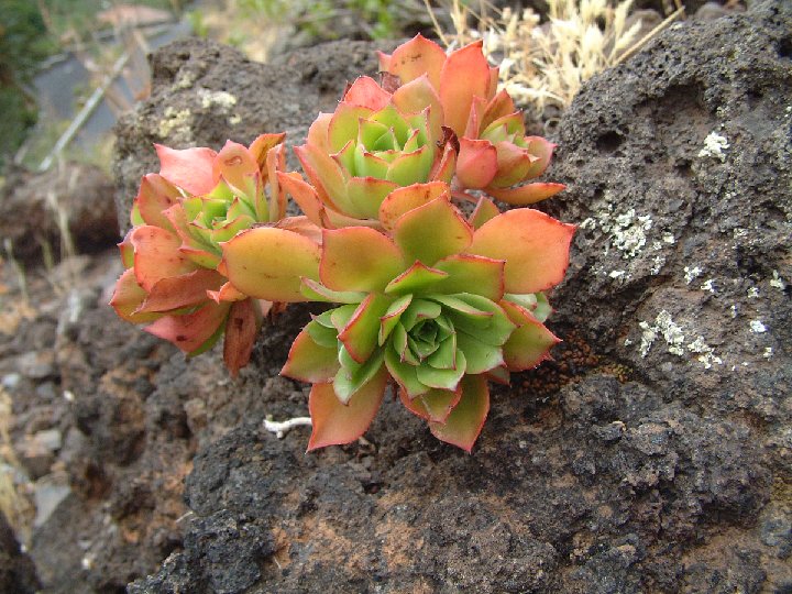 Aeonium decorum La Gomera ©JLcoll.064